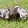 Three_LIttle_Pigs